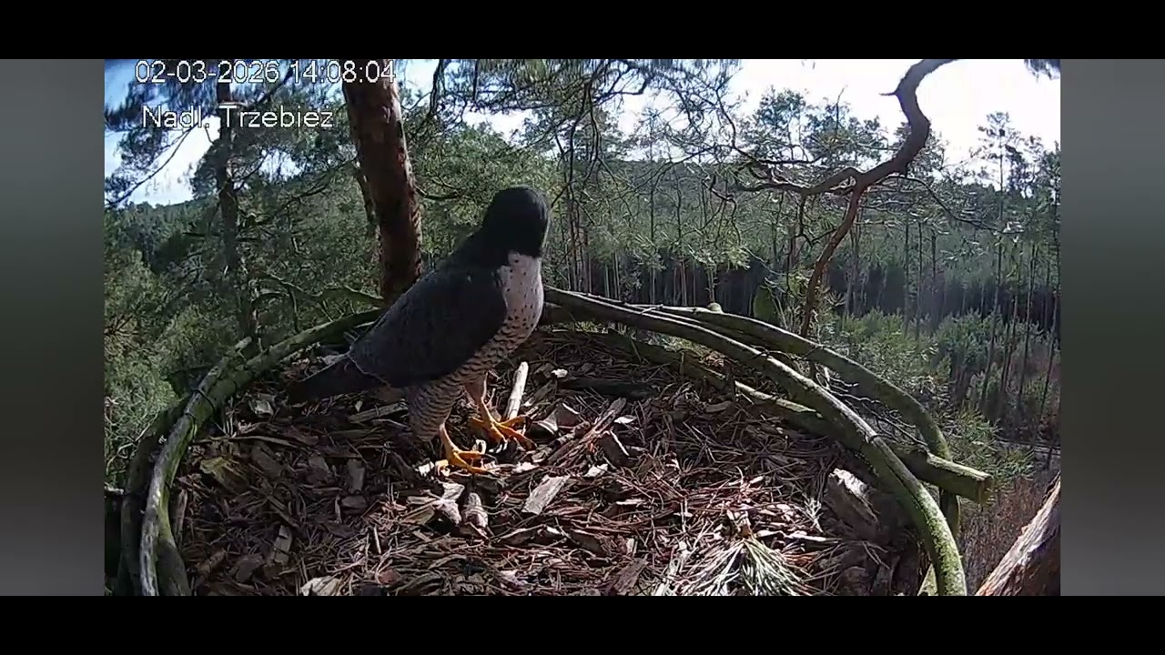 Trzebież _02.03.2026_ Bosy samczyk przyleciał do gniazda jakby go ktoś gonił z ciokaniem