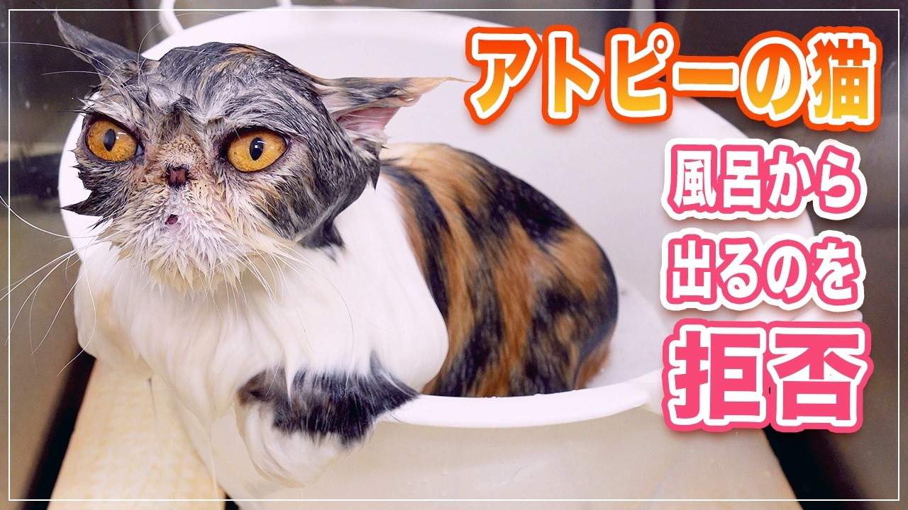 【ナッツちゃん⑨】お風呂が気持ち良すぎてあがるの拒否！温泉のCMに出たいｗｗ【アトピーの猫】