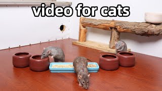Cat TVrat running across screencat game to relax your pets