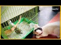 പുതിയ കിളി വന്നു | persian cat cross kitten free adoption | കോക്കാച്ചിയിലെ എല്ലാവരെയും കാണാം