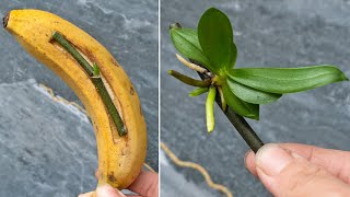 100 times stronger than garlic, Miracle Fruit causes orchid roots to stab immediately