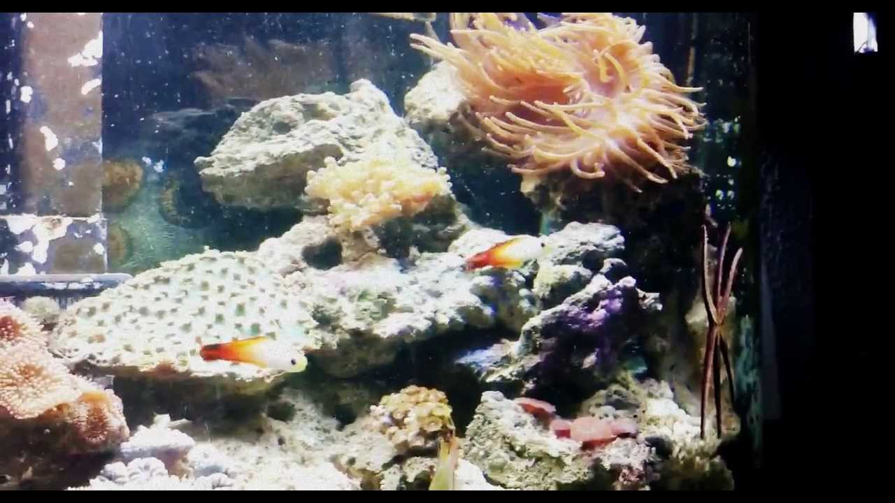 36 gallon bow front