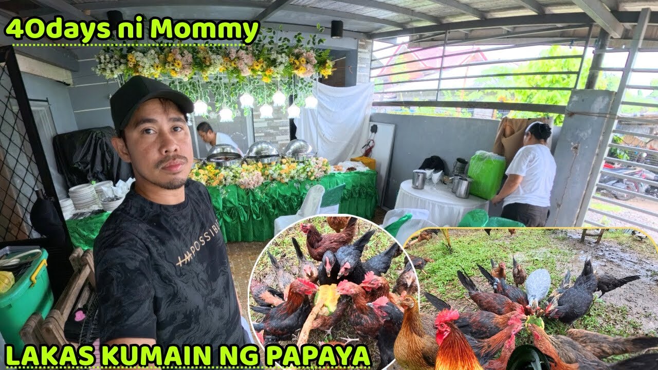 40days ni Mommy - Lakas Kumain ng Papaya ang Mga Manok