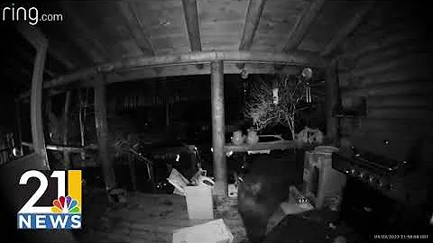 Visiting Bear