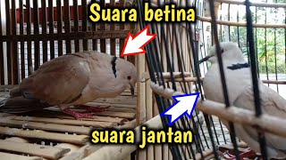 perbedaan puter jantan dan betina || suara burung puter betina 😊