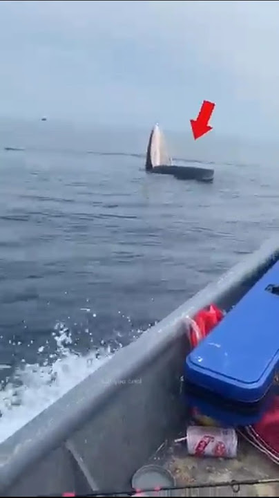⛵Don't get too close boat whale mouth // Sri info (Tamil)