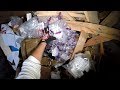 Dumpster Diving 37.1 (Trash Pandas!)