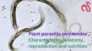 Plant Parasitic Nematodes Morphology, Anatomy, Reproduction and Life cycle