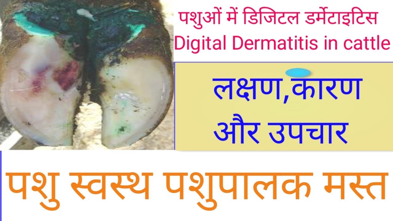 Digital Dermatitis in cattle.#subscribe - YouTube