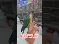 Blue yellow sided conure tamed