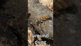 The Wasp that hunts flies! #insects
A field digger wasp that hunts flies on dung! The Wasp that hunts flies! #insects