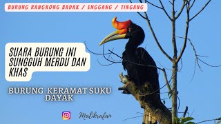 SUARA ASLI BURUNG RANGKONG BADAK / TINGANG/ ENGGANG CULA  DI ALAM LIAR