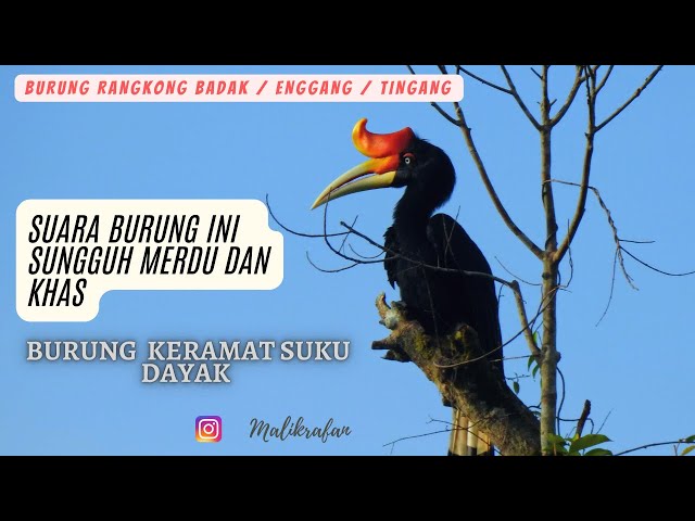 SUARA ASLI BURUNG RANGKONG BADAK / TINGANG/ ENGGANG CULA  DI ALAM LIAR class=
