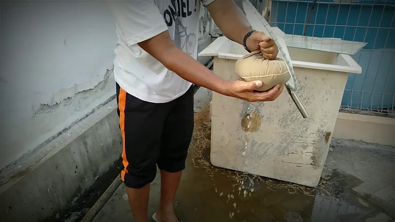 Pembenihan ikan kerapu cantang