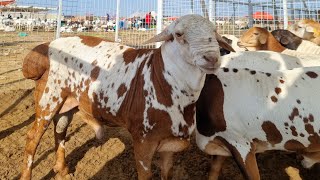 Sohrab Goth Mandi Cute Lovely Black Sheeps | Bakra Eid 2021