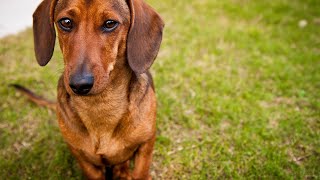 Dachshund Breed Standards and Show Qualities