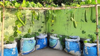 How to Grow Ridge Gourd Plants at Home Terrace?