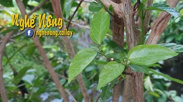 Cây lá cách với công dụng cho sức khỏe