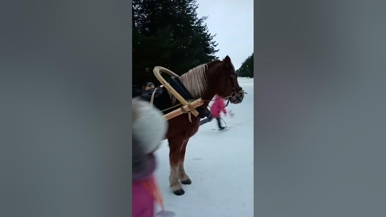 Дача Деда Мороза🎅🎅🎅 - YouTube