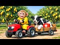Monkey Drives Tractor to Harvest Mangoes & Rescues an Injured Dairy Cow | Monkey Farm Work