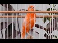 Canta muito este Canário Belga para sua Fêmea - Canary Singing