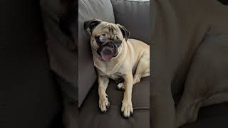el perro chimuelo xdddddd