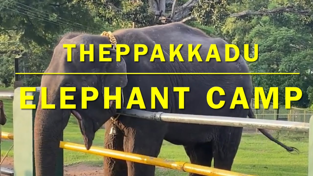 theppakadu safari