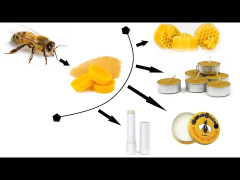 वीडियो: मधुमक्खियां मोम कैसे बनाती हैं