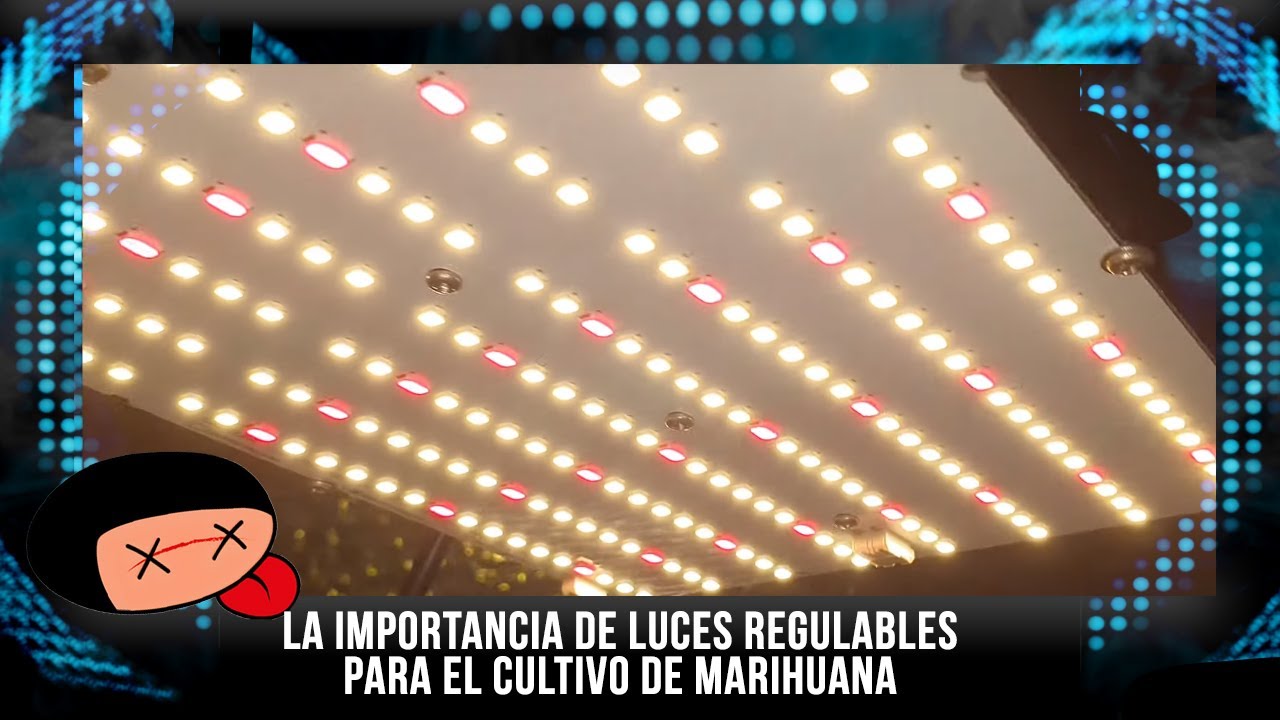 LA IMPORTANCIA DE LUCES REGULABLES PARA EL CULTIVO DE MARIHUANA
