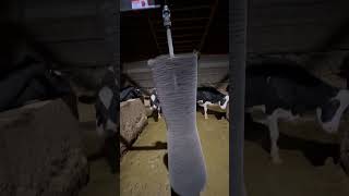 Future Cow Brush Walk Around