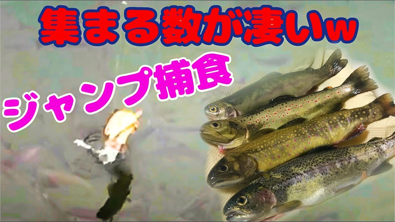 サケ類の釣り堀に行ったら活性がヤバかった Youtube サケ類の釣り堀に行ったら活性がヤバかった Youtube