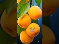 Alifun baa Taun saa|Naat|Islamic Video |#islamicshorts #islamicsong #Shorts#trending