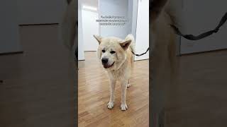Me encontré a Hachiko. #Limaglam #Hachiko #Perro