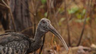 Wild Haven of Cambodia