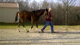 Zavata Filly Side View Walk - November 8, 2012