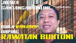 Burung Juara Gantangan Online ungkap Doping &  rawatan pleci Buxtoni