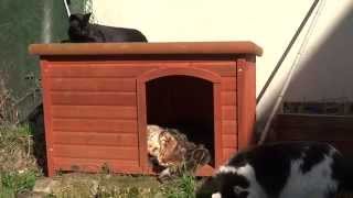 Les trois chats by Bewane 4,973 views 10 years ago 1 minute, 14 seconds