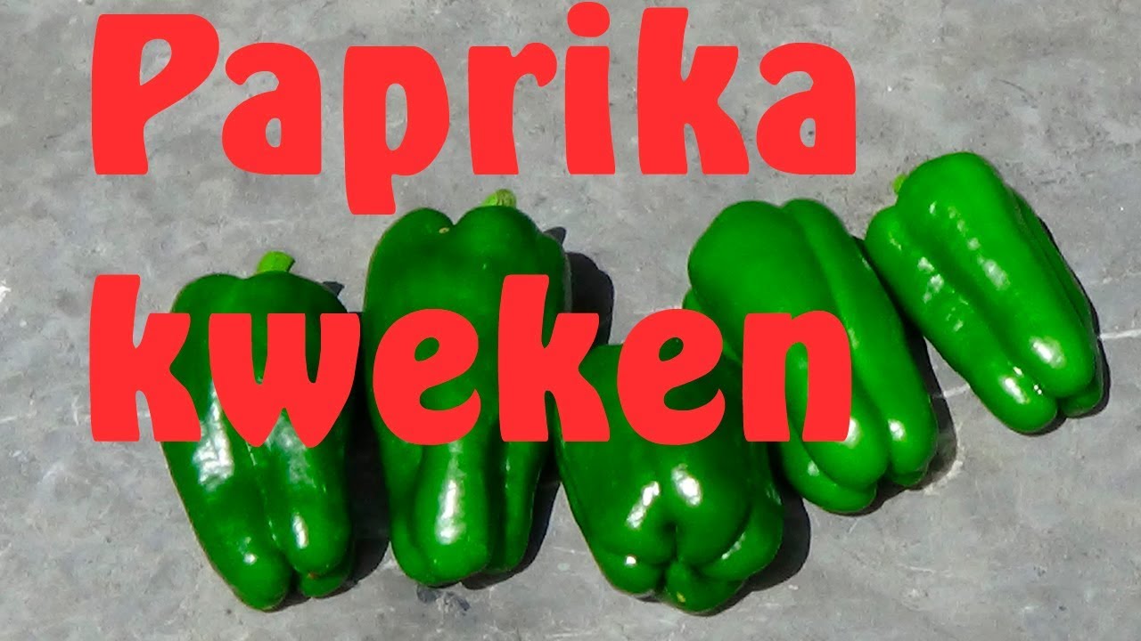 Paprika kweken YouTube