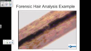 forensic hair analysis review