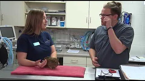 Mesker Park Zoo's Veterinarian, Dr. Carrie Ullmer