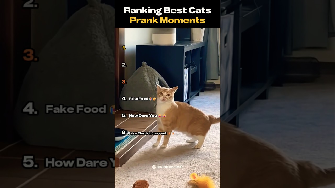 Best Cats Prank Moments