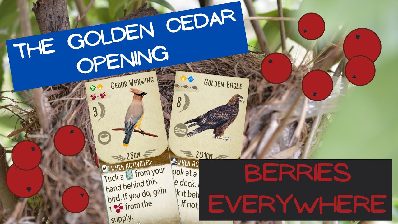wingspan-gameplay-the-golden-cedar-opening-youtube