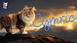 Cymric Cat Breed: The Tailless Wonder with a Royal Charm by Kitty Cat Magic 63 views 6 months ago 45 seconds