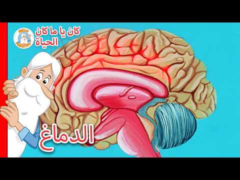 ذات مرة... الحياة - الدماغ
