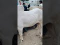 Masha Allah #2026 #cow #bull