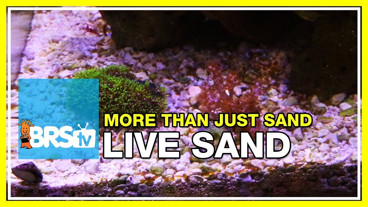 caribsea live sand