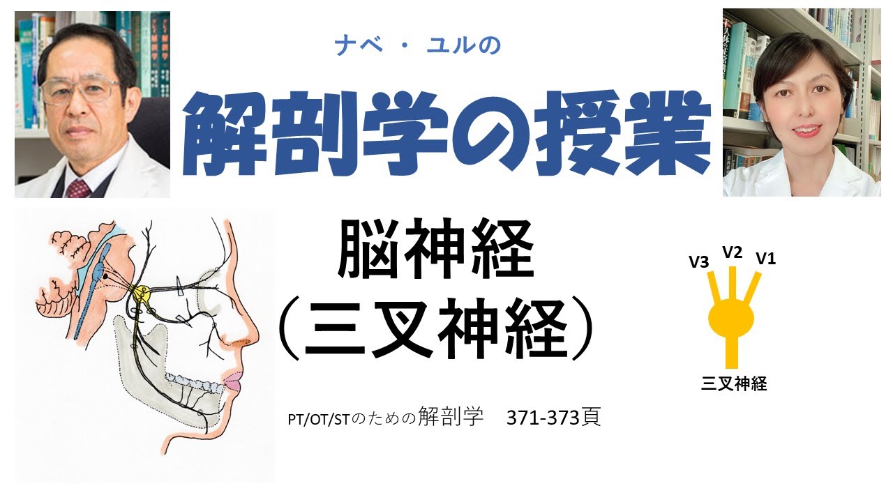 脳神経：三叉神経