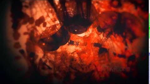 Heart Formation (Motion Graphics)