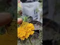 बात कड़वी है मगर सच है #poetry #ytshorts #ytshorts #flowers #flowers #daisy