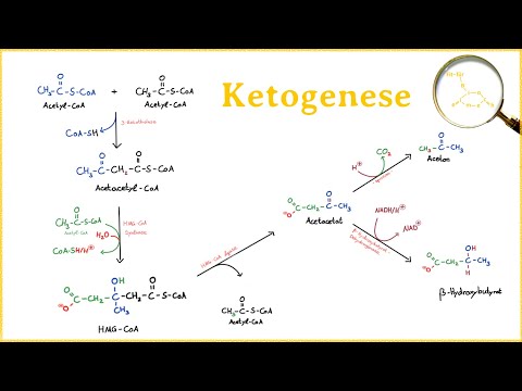 Video: Wie löst die Ketogenese die Energieproduktion aus?